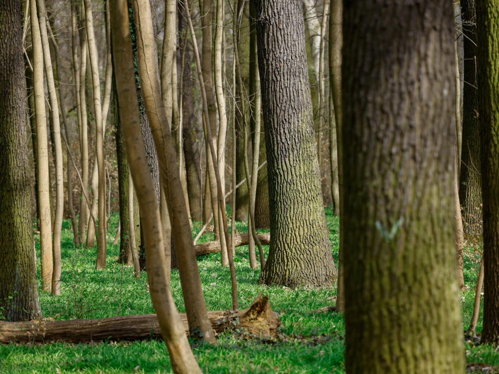 Union will Bäume in den Wäldern von Köpenick pflanzen (Foto: SID)