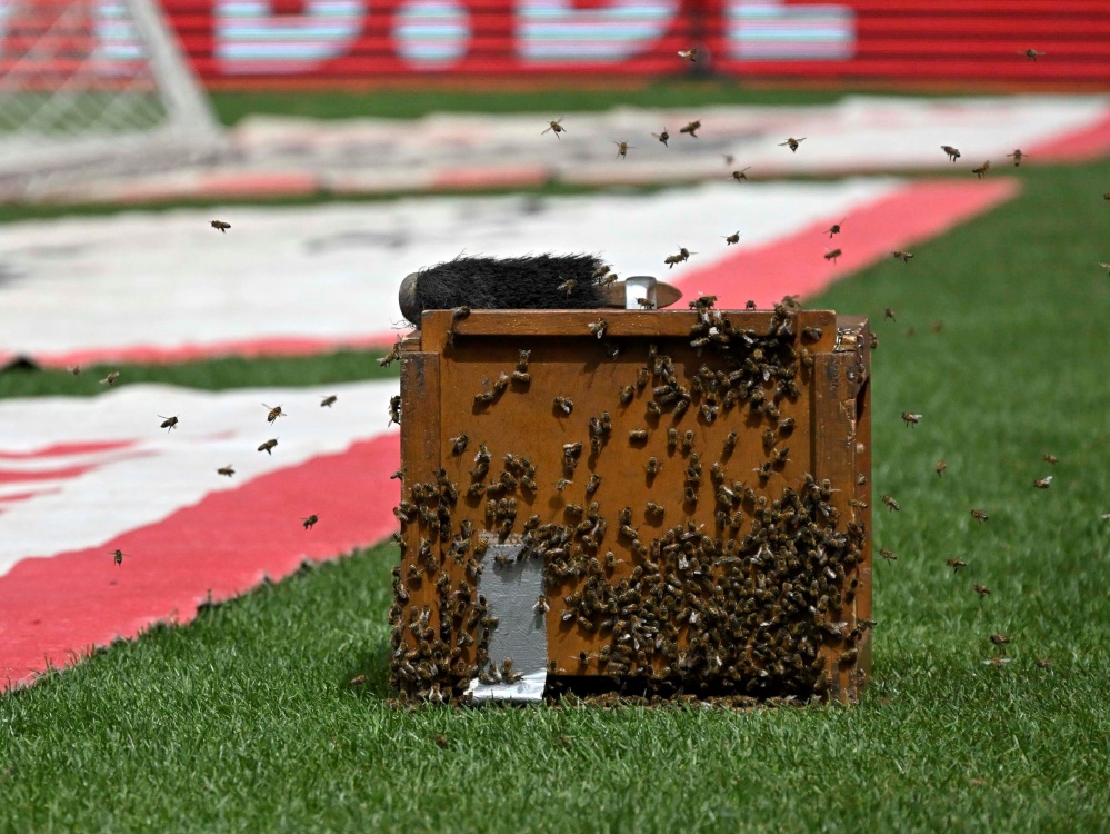 Bienen im Stuttgarter Stadion (Foto: IMAGO/IMAGO/SID/IMAGO/Bernd Feil/M.i.S.)